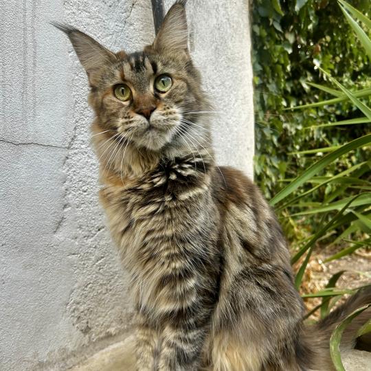 chat Maine coon brown tortie blotched tabby Wendy Tinkerbell Chatterie Maceo’s Gône’s Maine Coons brown tortie blotched tabby