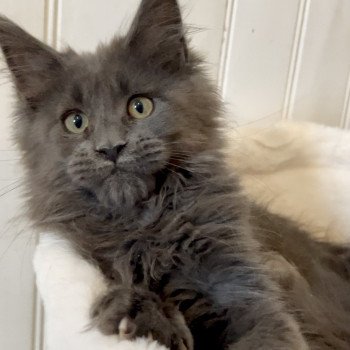 Maceo’s Gône’s Yaeji Lee Mâle Maine coon