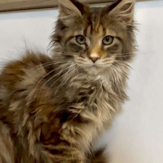 chaton Maine coon black tortie silver blotched tabby Ysaure Schiele Chatterie Maceo’s Gône’s Maine Coons black tortie silver blotched tabby