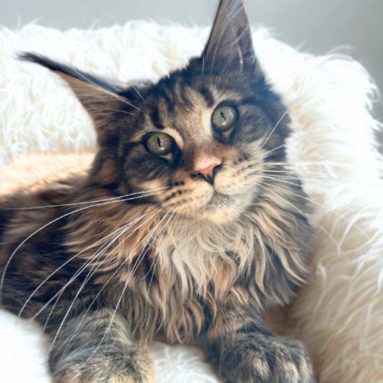 chaton Maine coon black tortie silver blotched tabby Ysaure Schiele Chatterie Maceo’s Gône’s Maine Coons black tortie silver blotched tabby