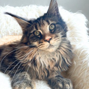 Maceo’s Gône’s Ysaure Schiele Femelle Maine coon