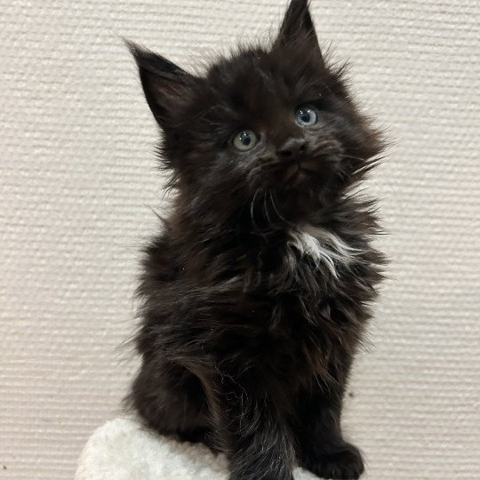 chaton Maine coon black Zoprac Chatterie Maceo’s Gône’s Maine Coons black 
