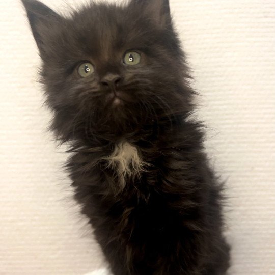 chaton Maine coon black Zoprac Chatterie Maceo’s Gône’s Maine Coons black 