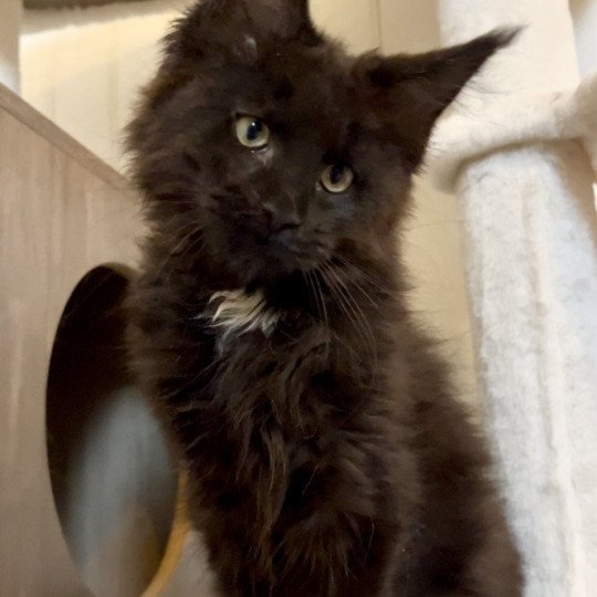 chaton Maine coon black Zoprac Chatterie Maceo’s Gône’s Maine Coons black 