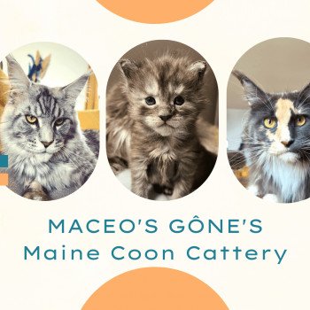 Chatterie Maceo’s Gône’s Maine Coons