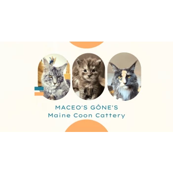 Chatterie Maceo’s Gône’s Maine Coons