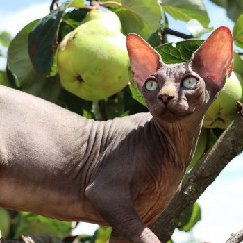 Chatterie FLOWER BOMB sphynx et cornish rex