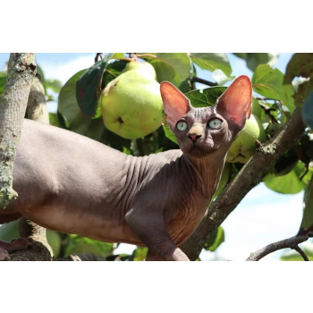 Chatterie FLOWER BOMB sphynx et cornish rex