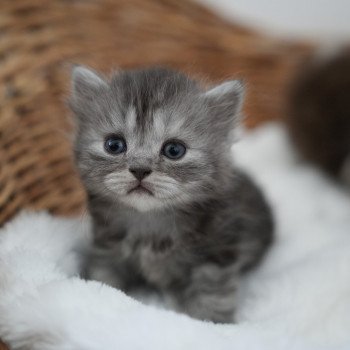Alyss-black du bois des calthas Femelle British Longhair