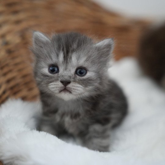 chaton British Longhair chocolate smoke Alyss-black Chatterie du Bois des Calthas chocolate smoke 