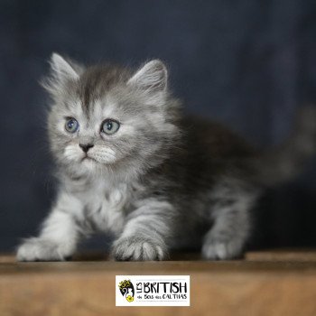 Alyss-black du bois des calthas Femelle British Longhair