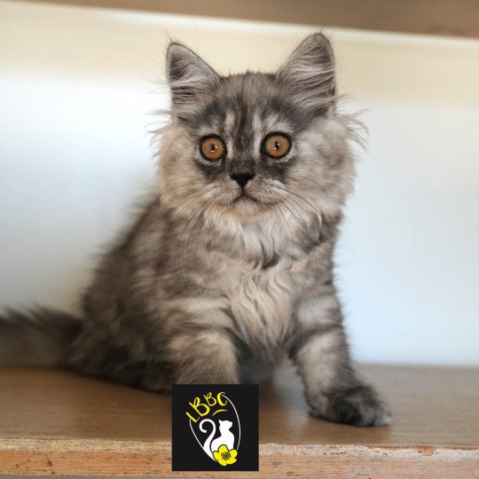 chaton British Longhair chocolate smoke Alyss-black Chatterie du Bois des Calthas chocolate smoke 