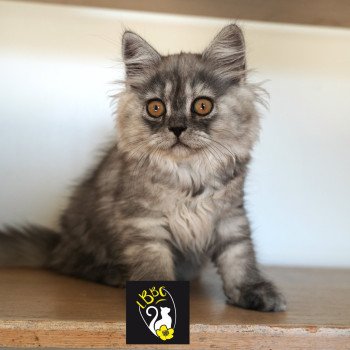 Alyss-black du bois des calthas Femelle British Longhair