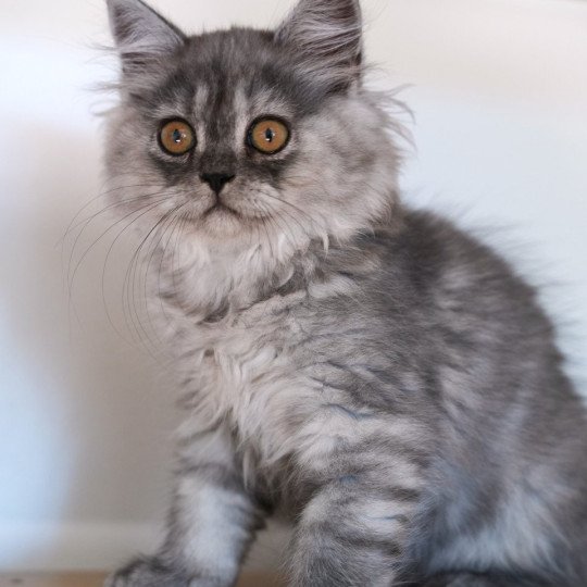 chaton British Longhair chocolate smoke Alyss-black Chatterie du Bois des Calthas chocolate smoke 