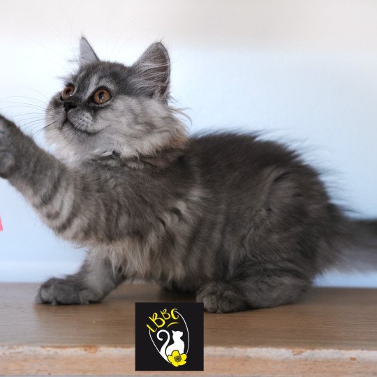 chaton British Longhair chocolate smoke Alyss-black Chatterie du Bois des Calthas chocolate smoke 