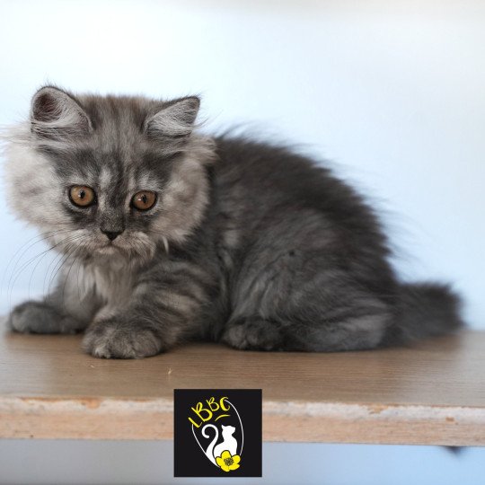 chaton British Longhair chocolate smoke Alyss-black Chatterie du Bois des Calthas chocolate smoke 