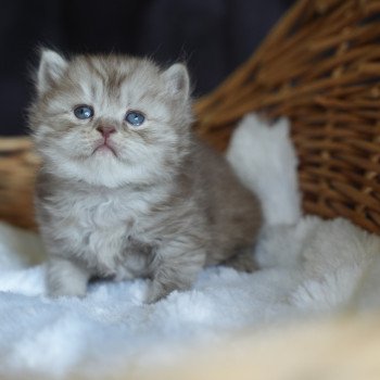 Athéna du bois des calthas Femelle British Longhair