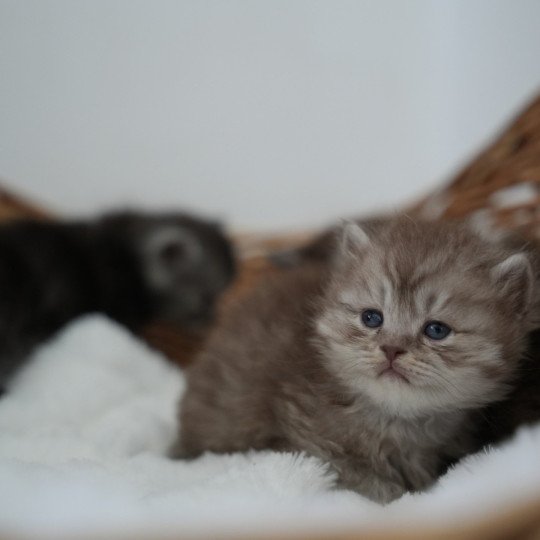 chaton British Longhair chocolate smoke Athéna Chatterie du Bois des Calthas chocolate smoke 