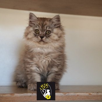ATHENA du bois des calthas Femelle British Longhair