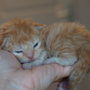 1er chaton (Portée URPIE ❤ ONE WAY TRIP 2025) - Mâle red Mâle Selkirk Rex Longhair
