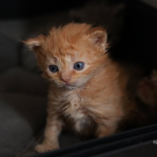 chaton Selkirk Rex Longhair red Chatterie du Bois des Calthas red 