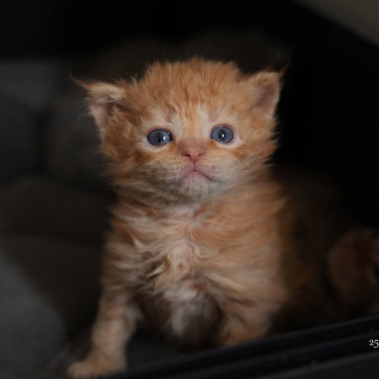 chaton Selkirk Rex Longhair red Chatterie du Bois des Calthas red 