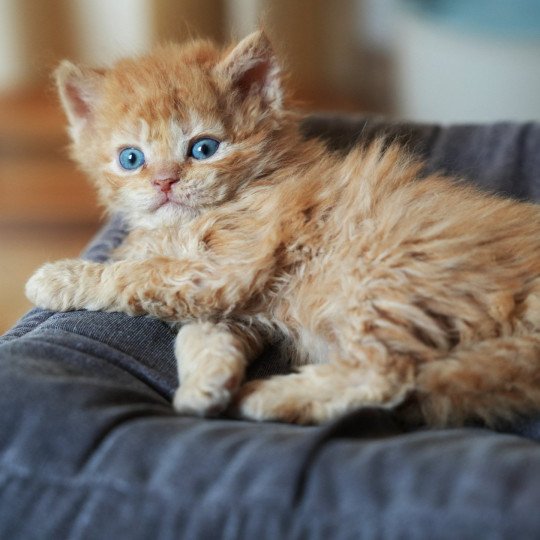 chaton Selkirk Rex Longhair red Chatterie du Bois des Calthas red 