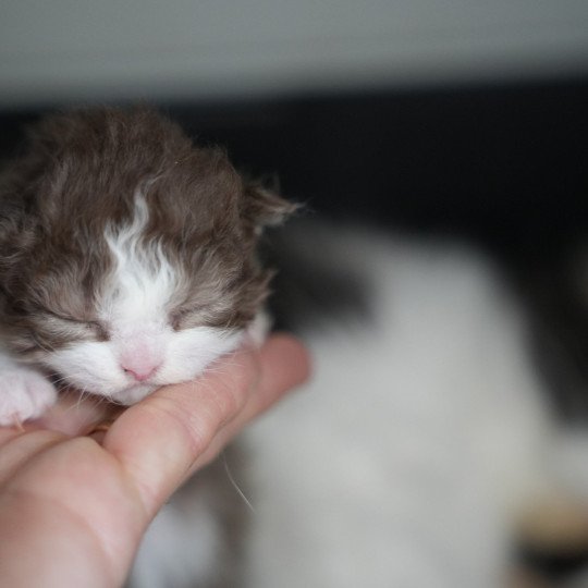 chaton Selkirk Rex Longhair chocolate Chatterie du Bois des Calthas chocolate bicolor