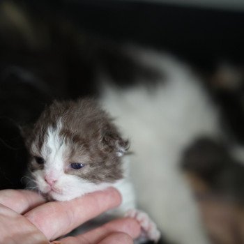 3e chaton (Portée URPIE ❤ ONE WAY TRIP 2025) - Mâle chocolate bicolor Mâle Selkirk Rex Longhair