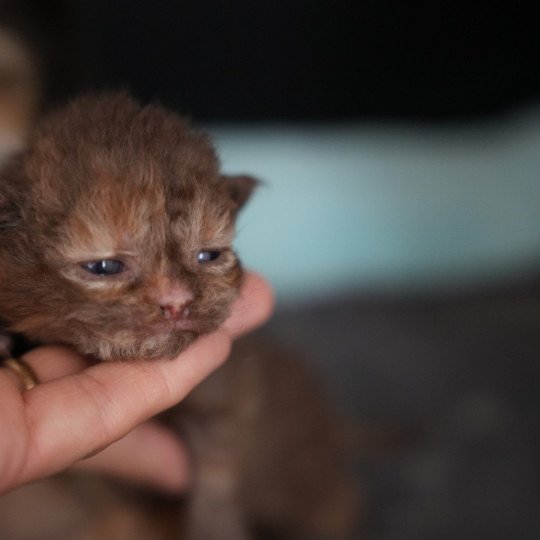 4e chaton (Portée URPIE ❤ ONE WAY TRIP 2025) - Femelle chocolate tortie Femelle Selkirk Rex Longhair