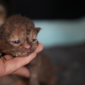 4e chaton (Portée URPIE ❤ ONE WAY TRIP 2025) - Femelle chocolate tortie Femelle Selkirk Rex Longhair