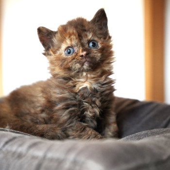 ALTESSE du bois des calthas Femelle Selkirk Rex Longhair