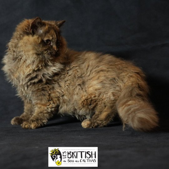 chaton Selkirk Rex Longhair chocolate tortie ALTESSE Chatterie du Bois des Calthas chocolate tortie 