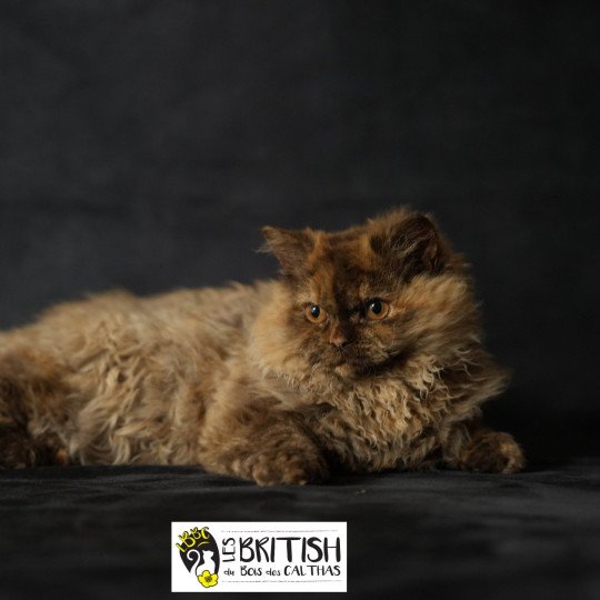 chaton Selkirk Rex Longhair chocolate tortie ALTESSE Chatterie du Bois des Calthas chocolate tortie 