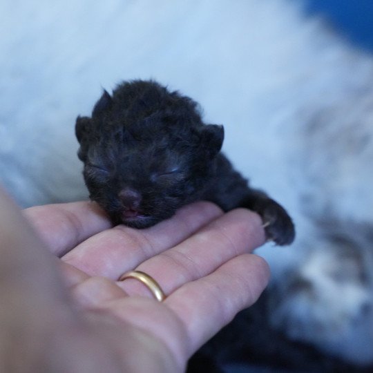 chaton Selkirk Rex Longhair black Chatterie du Bois des Calthas black 