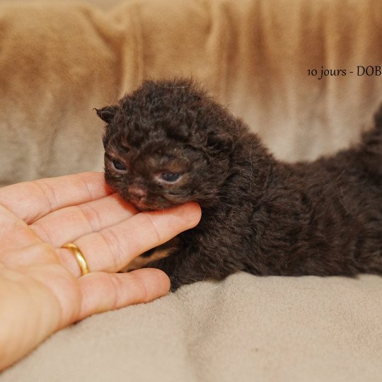chaton Selkirk Rex Longhair black AUSTIN Chatterie du Bois des Calthas black 