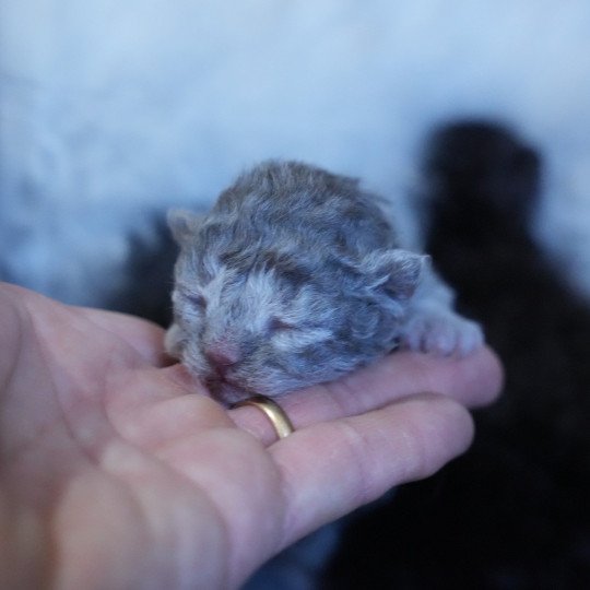 chaton Selkirk Rex Longhair blue smoke Chatterie du Bois des Calthas blue smoke 