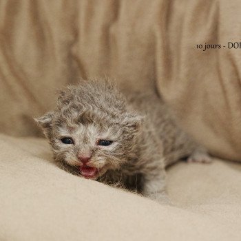 Aragorn du bois des calthas Mâle Selkirk Rex Longhair