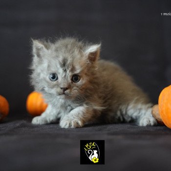 Aragorn du bois des calthas Mâle Selkirk Rex Longhair