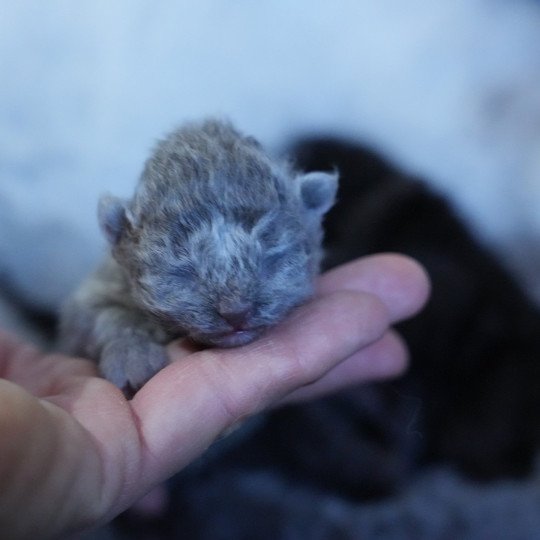 chaton Selkirk Rex Longhair blue smoke Chatterie du Bois des Calthas blue smoke 