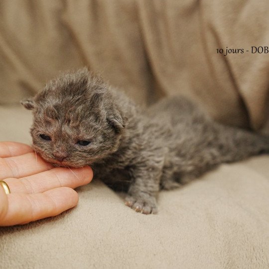 chaton Selkirk Rex Longhair blue smoke AUGUSTA Chatterie du Bois des Calthas blue smoke 