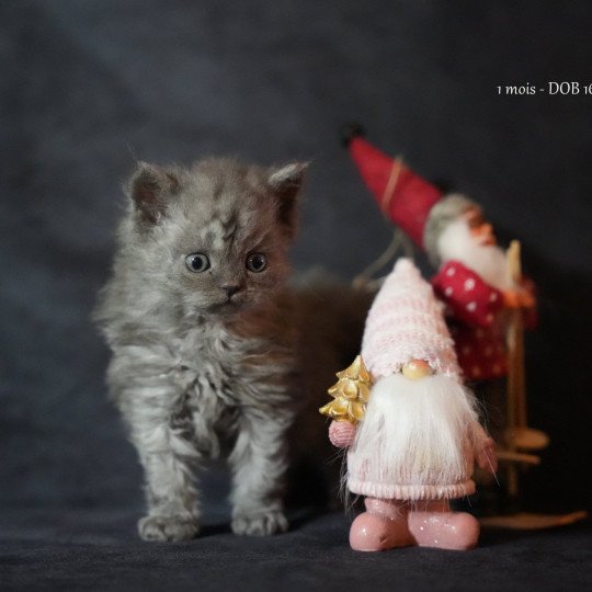 chaton Selkirk Rex Longhair blue smoke Augusta Chatterie du Bois des Calthas blue smoke 