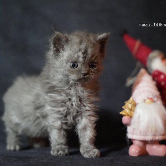 chaton Selkirk Rex Longhair blue smoke Augusta Chatterie du Bois des Calthas blue smoke 