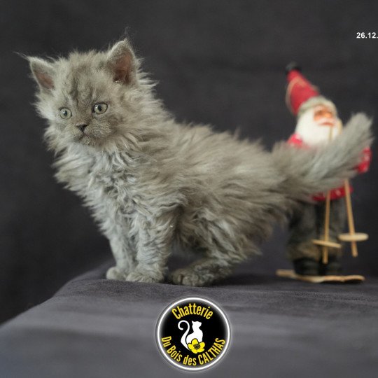 chaton Selkirk Rex Longhair blue smoke Augusta Chatterie du Bois des Calthas blue smoke 