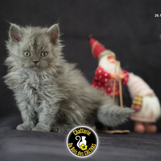 chaton Selkirk Rex Longhair blue smoke Augusta Chatterie du Bois des Calthas blue smoke 
