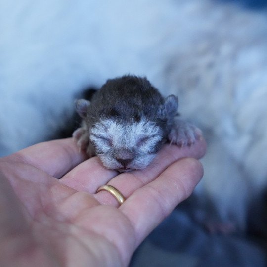 chaton Selkirk Rex Longhair black smoke Chatterie du Bois des Calthas black smoke 