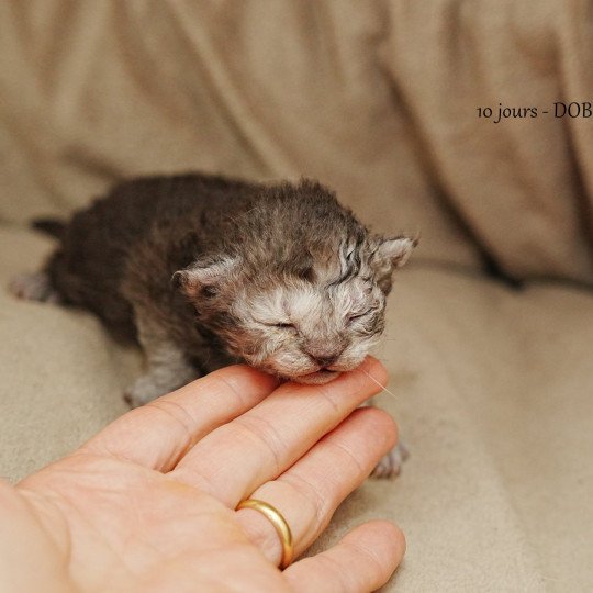 chaton Selkirk Rex Longhair black smoke ARLOW Chatterie du Bois des Calthas black smoke 