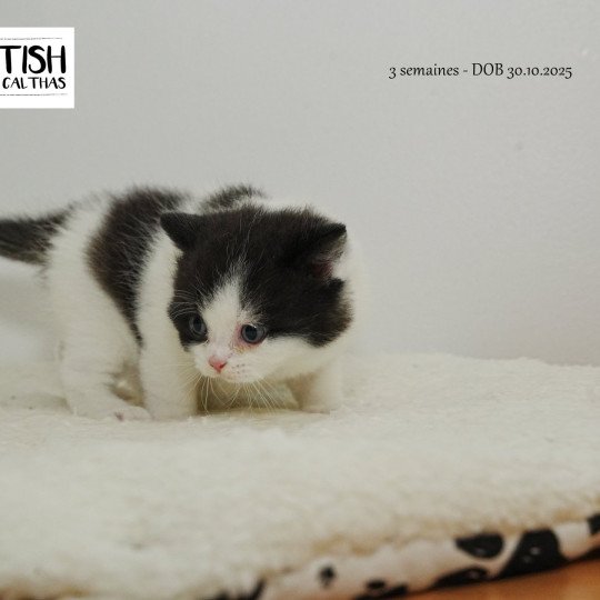 chaton Selkirk Rex Longhair black smoke ARLOW Chatterie du Bois des Calthas black smoke 