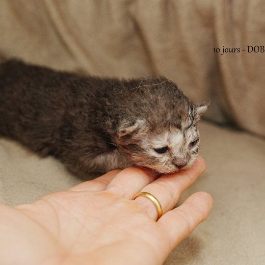 chaton Selkirk Rex Longhair black smoke ARLOW Chatterie du Bois des Calthas black smoke 