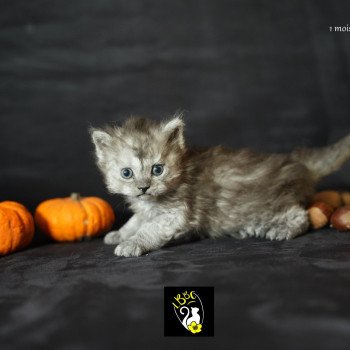 Arlow du bois des calthas Mâle Selkirk Rex Longhair